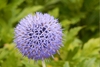 Many star-shaped flowers in a round umbrel