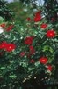 Form