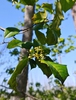 american holly spring brunswick nature park skdavidson