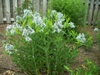 Form in full bloom in the spring in Moore County