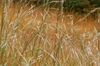Andropogon ternarius