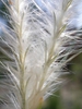 Andropogon ternarius