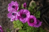Anemone coronaria