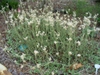 Form in the spring in Moore County