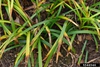 Anthracnose of liriope
