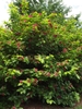 Bush with coarse foliage & many large red flowers.