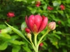 Side view of red, many-petaled flower and buds.