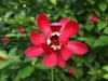 Close-up of a single red flower with broad outer tepals.