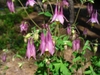 Aquilegia x hybrida in early spring in Moore County, NC
