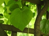 Aristolochia tomentosa front leaf