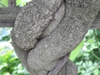Aristolochia tomentosa bark