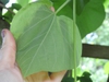 Aristolochia tomentosa back leaf
