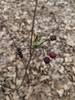 New leaves emerging; wrinkled, last season's fruits persisting.