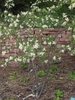 Open shrub with umbels of white flowers.