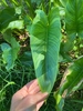 Arrow-shaped, unspotted leaves.
