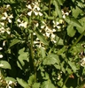 Eruca vesicaria