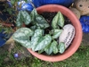 Potted specimen with silvery-blotched leaves.