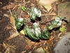 Cluster of variegated leaves emerging from the ground.