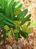 Green flower buds and leaves.