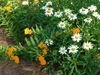 Mix of milkweed plants (orange flowers) & white daisy flowers.