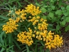 Clusters of yellow milkweed flowers.