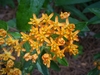 close up on a cluster of pale orange flowers.
