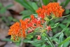 Clusters of orange flowers.