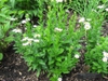 Aster pinnatifida