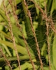 Aristida stricta var. beyrichiana