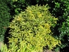 Shrub with irregular yellow variegation on margins of the leaves