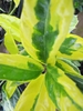 close-up of leaves with irregular yellow variegation on margins.