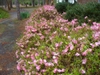 Azalea kurume 'Pink Pearl' in the spring in Moore County
