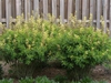Baptisia 'Carolina Moonlight' early summer in Moore County