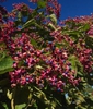 Clerodendrum trichotomum 'Betty Stiles'