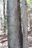 Betula lenta bark