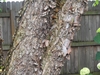 Close-up on gray, exfoliating bark