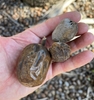 a hand holding large, dry, brown fruit and 2 endocarps