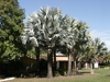 a group of solitary palms with silvery gray palmate leaves.