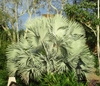 a solitary palm with silvery gray palmate leaves.