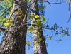 blackjack oak form in spring brunswick nature park skdavidson