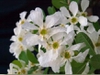 'Blizzard' Pearlbush