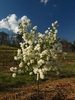 'Blizzard' Pearlbush