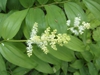 Smilacina racemosa