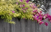 Growing on a fence