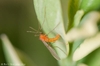 Boxwood leafminer