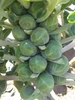 Close up of brussle sprouts on the stem