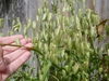 Briza maxima