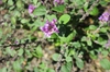 Buddleja  'Blue Chip Jr.’