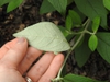Buddleja 'Blue Chip Jr' leaf underside