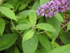 Buddleja 'Blue Chip Jr' leaves